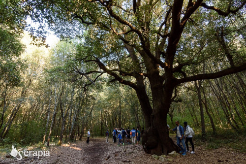 Escursione di Ferragosto nel Bosco delle Pianelle