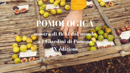 POMOLOGICA - Mostra di fichi a I Giardini di Pomona - 2024
