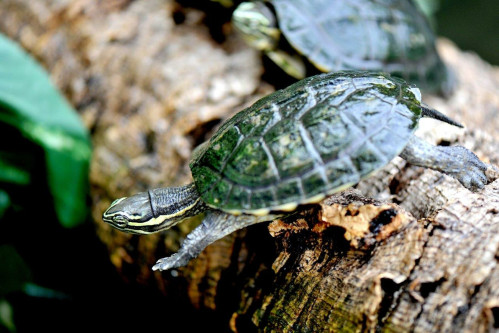 Giornata di sensibilizzazione specie minacciate del Vietnam