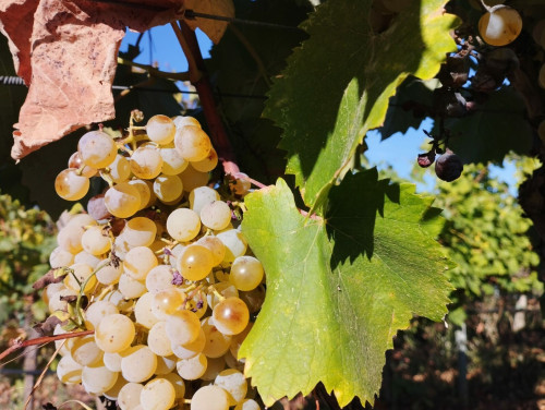 Vendemmia e pranzo in campagna in Valle d'Itria