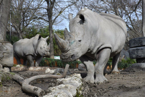 Una domenica da rinoceronti al Bioparco