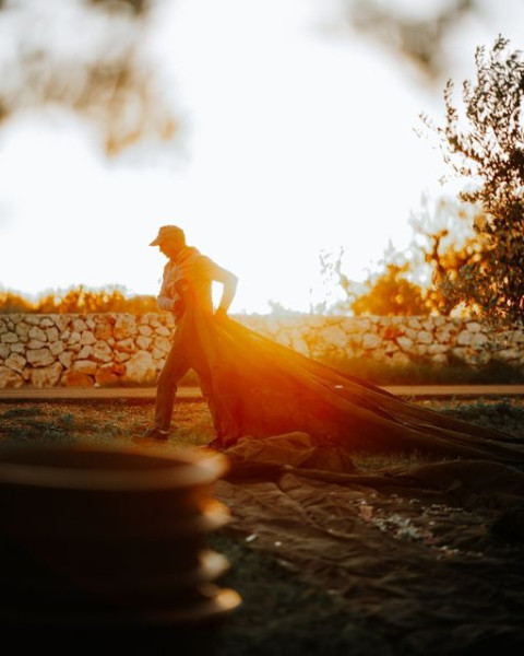 Casarano – La Tre Giorni di Festa Dedicati All&apos;Olio Nuovo Post Xylella