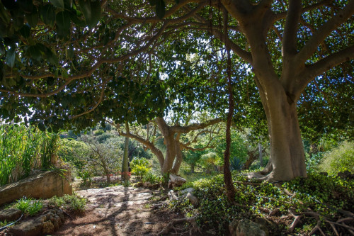 Viaggio nel mondo in giardino