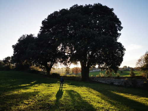 Passeggiata e degustazione di vino tra le querce di Masseria Palesi