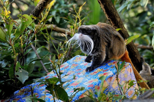 Festività natalizie  al Bioparco