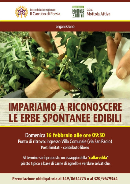 Impariamo a riconoscere le erbe spontanee edibili