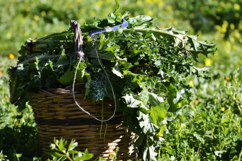 Raccolto e mangiato: le erbe selvatiche del Parco