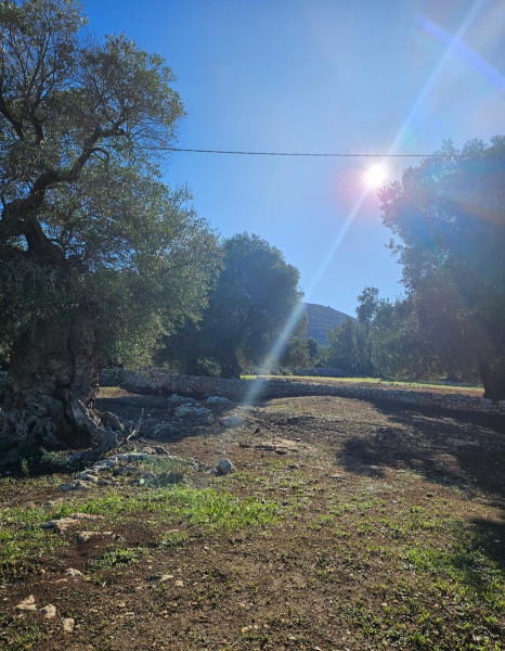 Passeggiata tra gli ulivi secolari