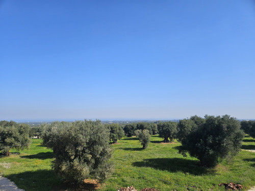 Passeggiata tra gli ulivi secolari