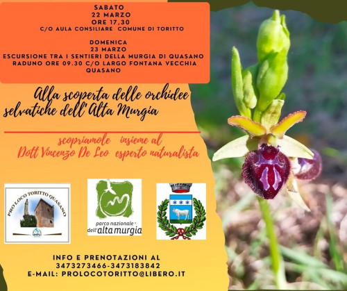 Alla scoperta delle orchidee selvatiche dell'Alta Murgia