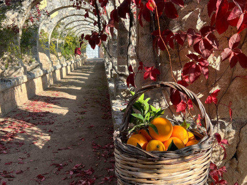 GIARDINO GALDERISI: scrigno di storia e biodiversità