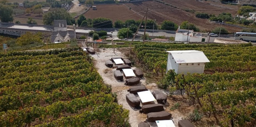 In Vino Veritas. Parole sobrie in Vigna