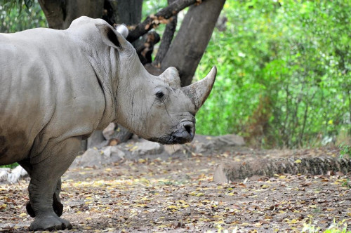 Invertiamo il rosso al Bioparco di Roma