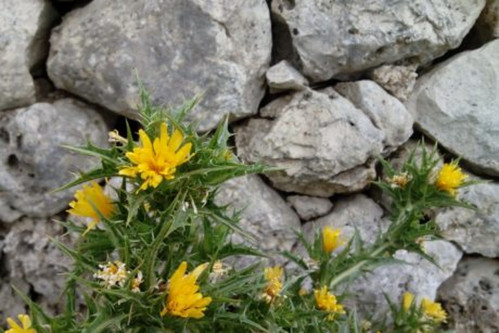 Etnobotanica in Valle d'Itria