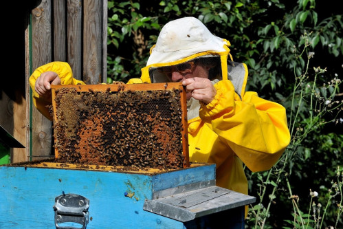 Domenica 25 maggio giornata su api e altri insetti al Bioparco