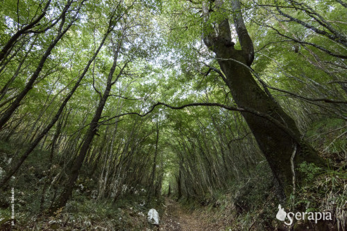 L’incantevole Bosco delle Pianelle