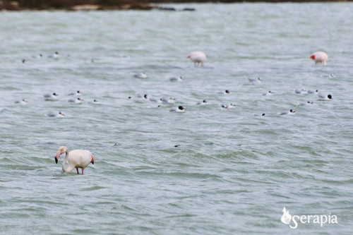 Fenicotteri e non solo: birdwatching alla salina dei Monaci