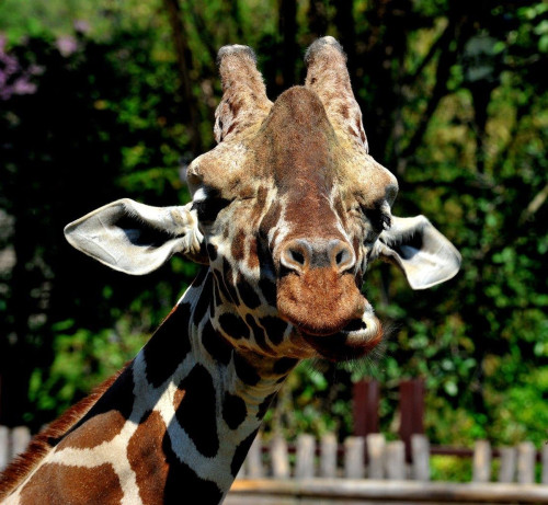 Domenica 22 giugno al Bioparco giornata dedicata a Sua Altezza la giraffa’