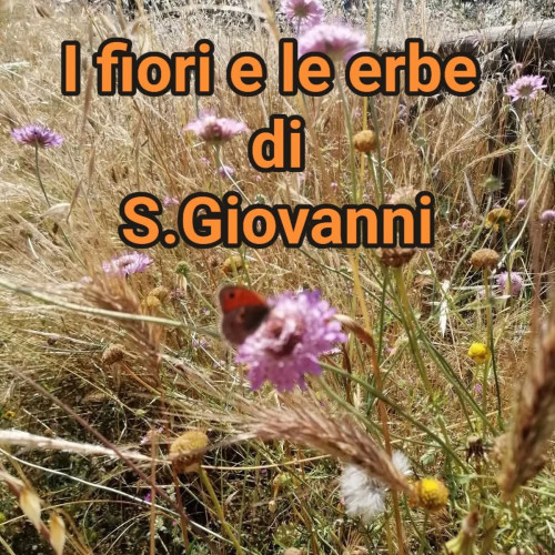 I Fiori e le Erbe di S.Giovanni