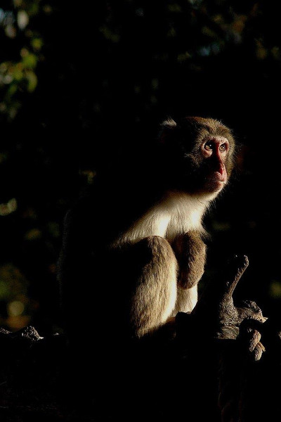 Al Bioparco di Roma i Safari Night, le viste notturne dell’estate