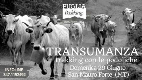TRANSUMANZA trekking con le posoliche