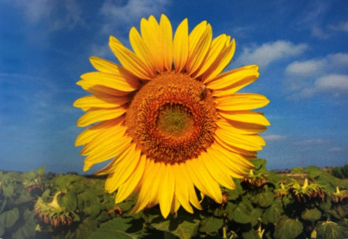 QUI È ORA: dal libro "Buongiorno con un fiore", al Baubeach® un evento tra natura e arte con Gianfranco Biolcati e Karen Thomas (1° agosto, ore 17)