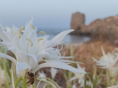 Mare e storia: a colazione ad Egnazia
