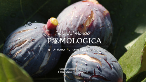 X Edizione Mostra Pomologica  Fichi dal Mondo