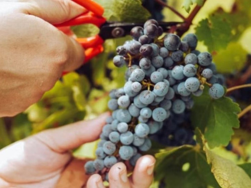 Wine tour e picnic ai Giardini Pistola