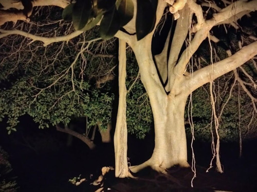 Una notte in giardino