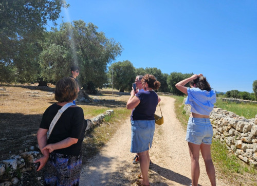 Passeggiata tra gli ulivi secolari