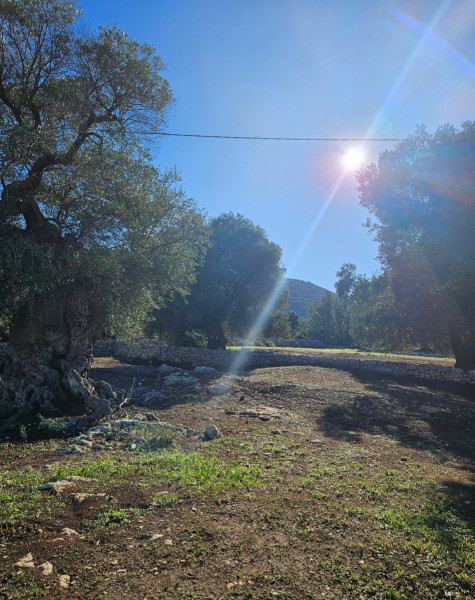 Passeggiata tra gli ulivi secolari