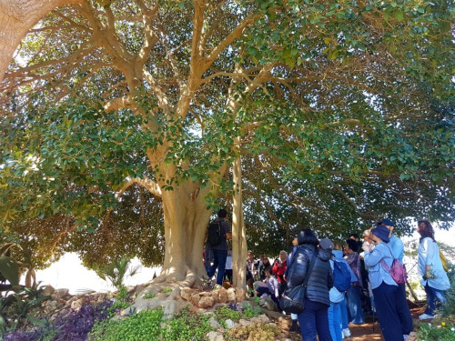 Viaggio nel mondo in giardino