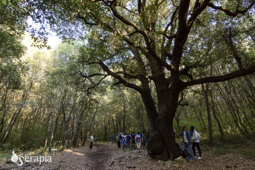 L'incantevole Bosco delle Pianelle in autunno