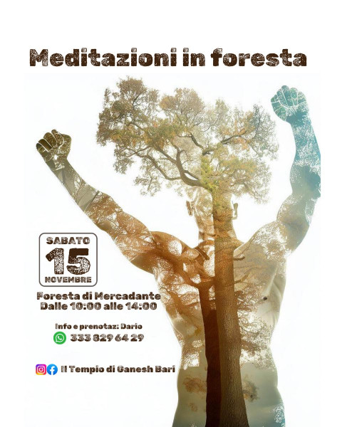 La forza degli alberi: meditazioni in foresta