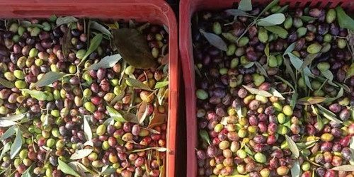 Pane, olio e fantasia