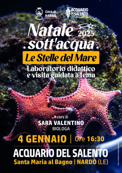 Natale sott'Acqua: le Stelle del Mare