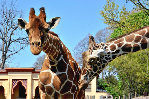 Darwin Day e promozione di Carnevale