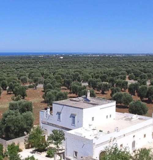 Innamorati tra gli ulivi