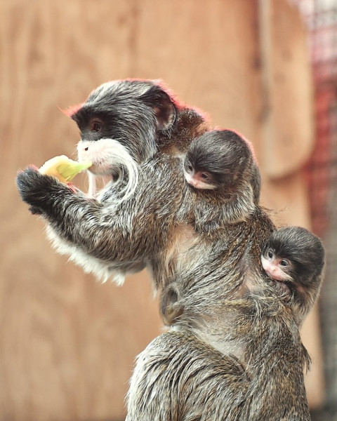 Al Bioparco di Roma sono nati due tamarini imperatore