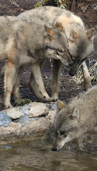 Il Bioparco accoglie quattro giovani lupi