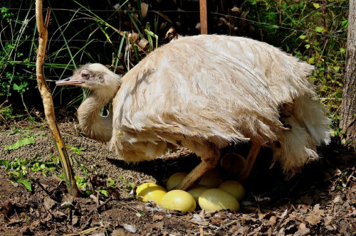 Pasqua al Bioparco: il 3, 4 e 5 aprile le iniziative per le famiglie