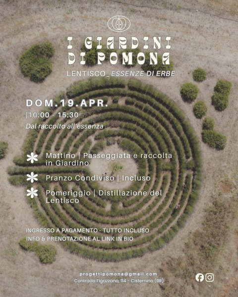 LENTISCO_ESSENZE DI ERBE