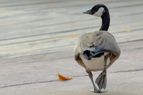 AL BIOPARCO DI ROMA TORNA LA CITY NATURE CHALLENGE