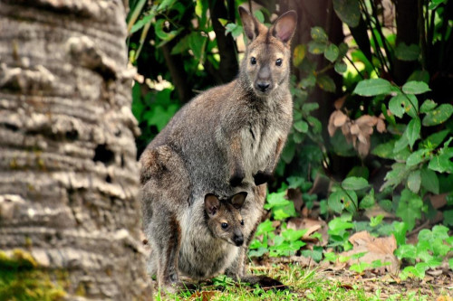 AL BIOPARCO DI ROMA TORNA LA CITY NATURE CHALLENGE