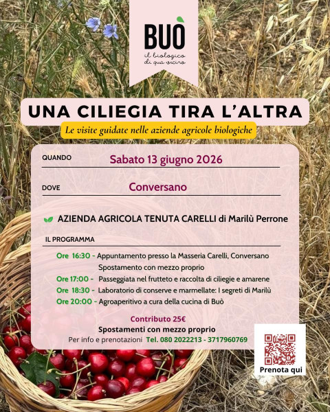 Una ciliegia tira l'altra! Raccogliamo le ciliegie in masseria.