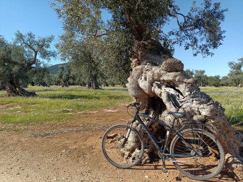 In bici tra i verdi patriarchi di Puglia e visita al Giardino Botanico