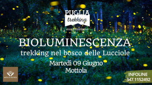 BIOLUMINESCENZA trekking nel bosco delle lucciole