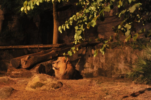 IL BIOPARCO AL TRAMONTO’: prolungamento orario straordinario fino alle 21.30