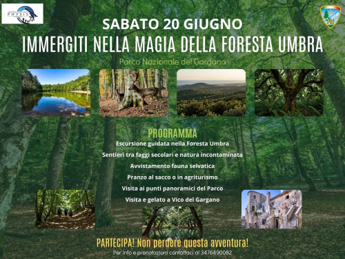 Escursione Detox in Foresta Umbra - PNG